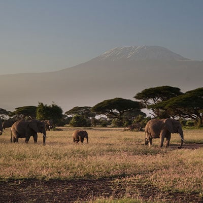 SAFARI TOURS